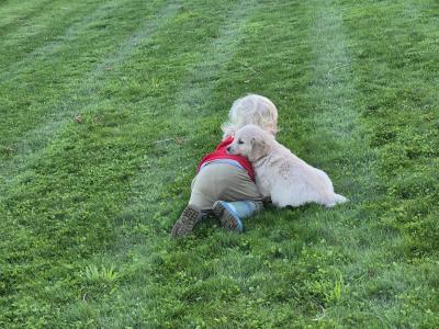 IKC Registered (Pending) Golden Retriever puppies in Wexford