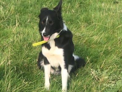 Glen is a working Sheepdog 3 years old in Leitrim