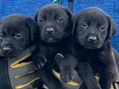 IKC Registered Labrador puppies pedigree lineage in Wexford