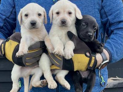 IKC Registered Labrador puppies pedigree lineage in Wexford