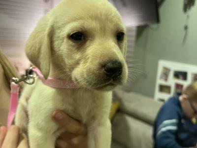 IKC Registered Labrador puppies pedigree lineage in Wexford