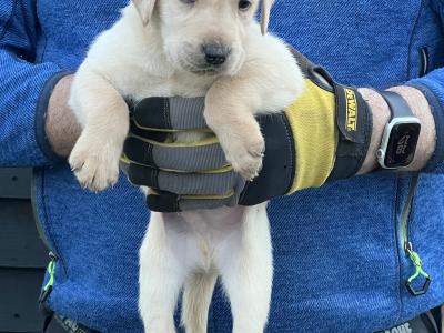 IKC Registered Labrador puppies pedigree lineage in Wexford