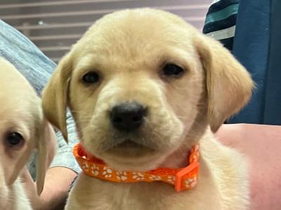 IKC Registered Labrador puppies pedigree lineage in Wexford