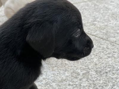 IKC Registered Labrador puppies pedigree lineage in Wexford