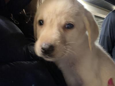 IKC Registered Labrador puppies pedigree lineage in Wexford