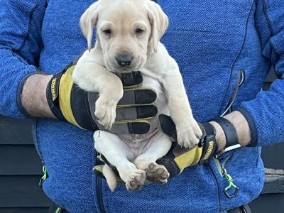 IKC Registered Labrador puppies pedigree lineage in Wexford