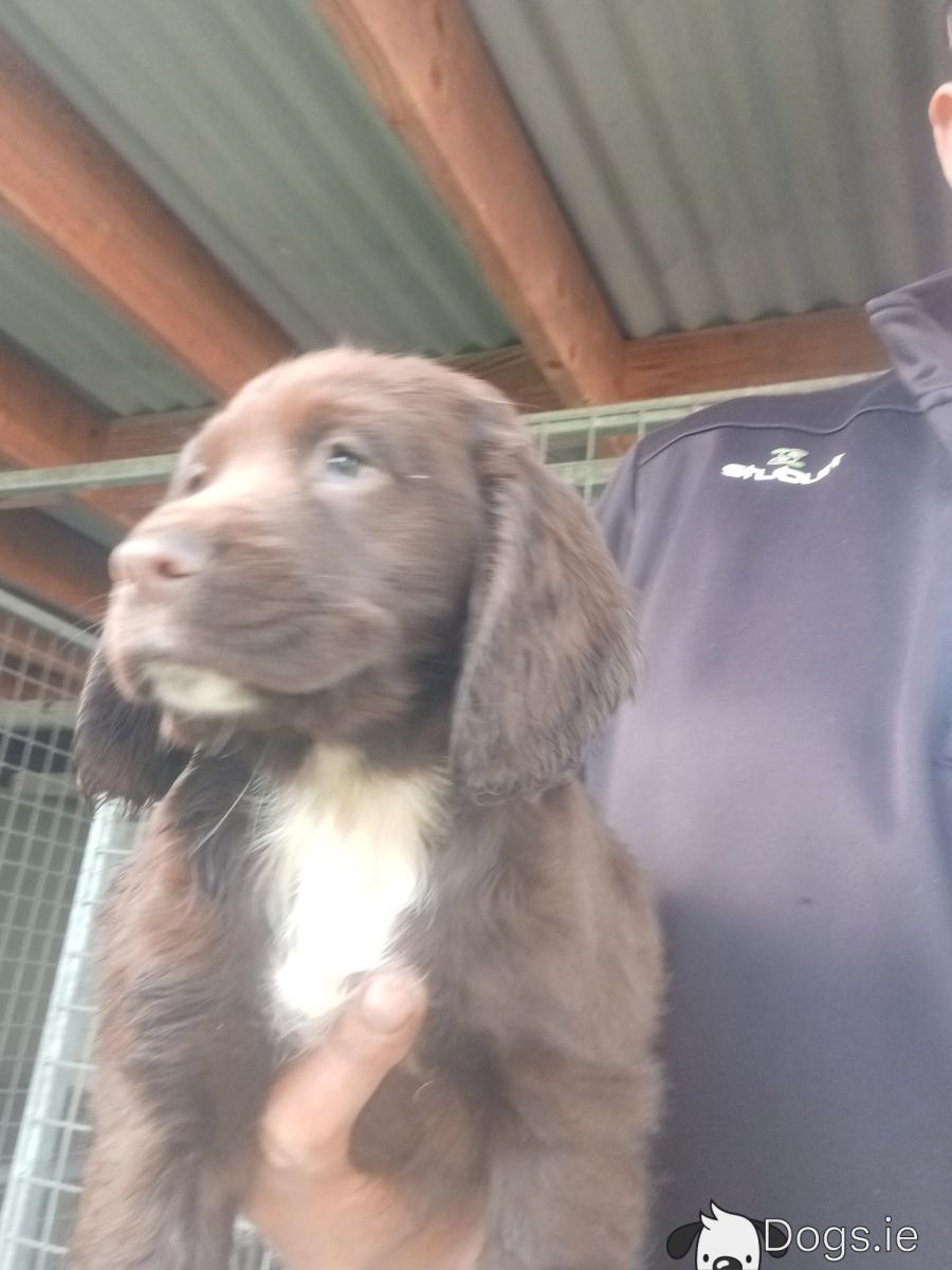 Working Cocker Spaniel with good Pedigree