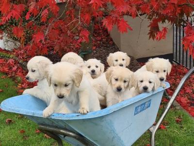 Adorable IKC Registered purebred Golden Retriever puppies in Cork
