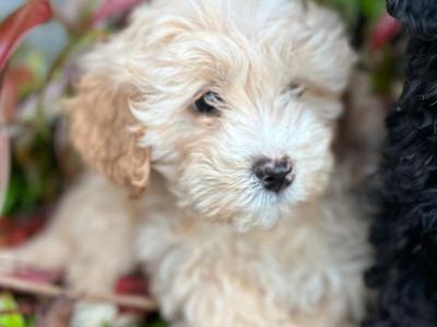 Cockapoo puppies in Wicklow 🐶