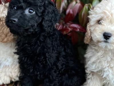Cockapoo puppies in Wicklow 🐶