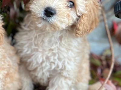 Cockapoo puppies in Wicklow 🐶