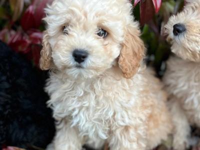 Cockapoo puppies in Wicklow 🐶