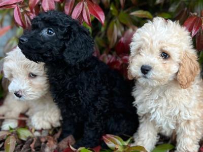 Cockapoo puppies in Wicklow 🐶