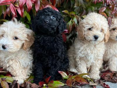 Cockapoo puppies in Wicklow 🐶