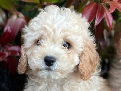 Cockapoo puppies in Wicklow š¶