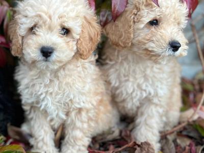Cockapoo puppies in Wicklow 🐶