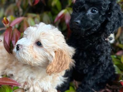 Cockapoo puppies in Wicklow 🐶