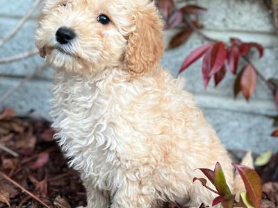 Cockapoo puppies in Wicklow 🐶