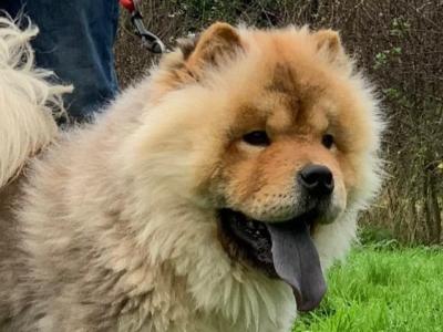IKC Registered Chow Chow Dogs in Wicklow 🐻