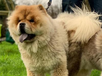 IKC Registered Chow Chow Dogs in Wicklow 🐻