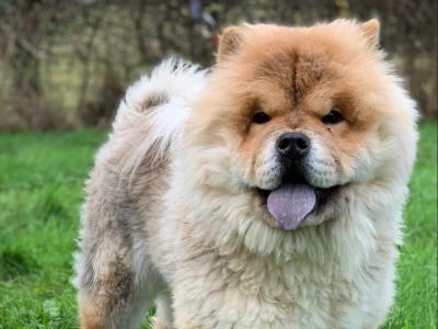IKC Registered Chow Chow Dogs in Wicklow 🐻
