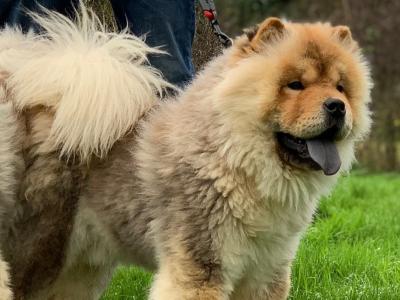 IKC Registered Chow Chow Dogs in Wicklow 🐻