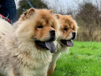 IKC Registered Chow Chow Dogs in Wicklow 🐻