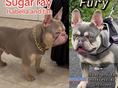 Lilac and Isabella and Tan French Bulldogs