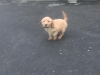 Cockapoo puppies in Kilkenny