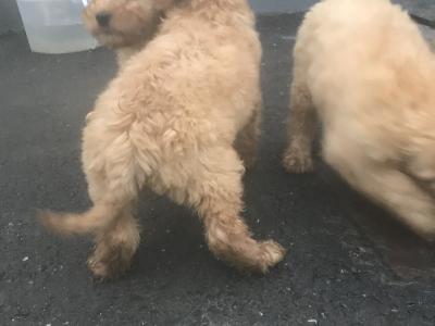 Cockapoo puppies in Kilkenny