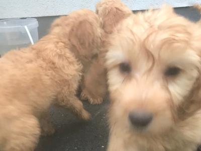 Cockapoo puppies in Kilkenny