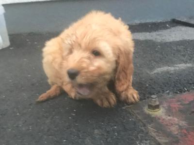 Cockapoo puppies in Kilkenny
