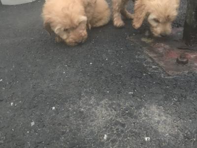 Cockapoo puppies in Kilkenny