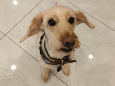 Ollie is a male Cockapoo dog in Roscommon