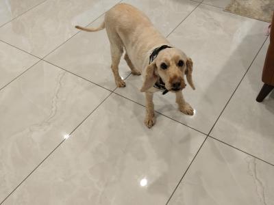 Ollie is a male Cockapoo dog in Roscommon