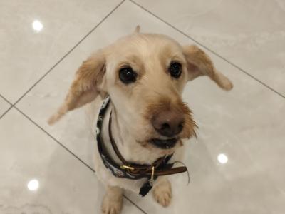 Ollie is a male Cockapoo dog in Roscommon