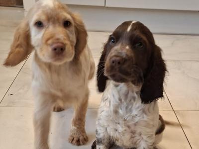 Fabulous IKC Registered Cocker Spaniel puppies in Galway