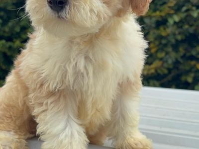 Bernedoodlen puppies (Bernese Mountain Dog x Poodle) in Limerick 🐶❤️