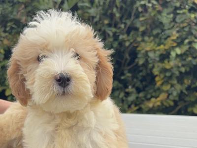 Bernedoodlen puppies (Bernese Mountain Dog x Poodle) in Limerick 🐶❤️