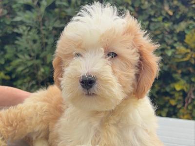 Bernedoodlen puppies (Bernese Mountain Dog x Poodle) in Limerick 🐶❤️