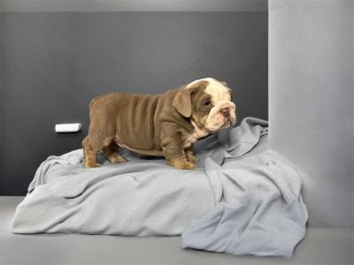English Bulldog puppies in Tipperary
