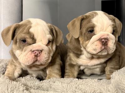 English Bulldog puppies in Tipperary