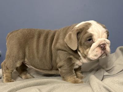 English Bulldog puppies in Tipperary