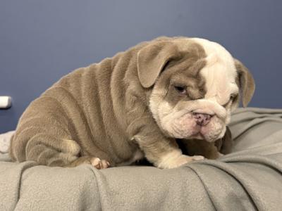 English Bulldog puppies in Tipperary