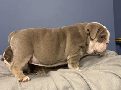 English Bulldog puppies in Tipperary