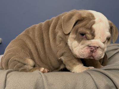 English Bulldog puppies in Tipperary