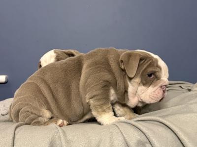 English Bulldog puppies in Tipperary