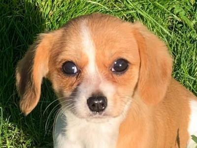 Pembroke Corgi x Cavalier King Charles puppies in Wexford