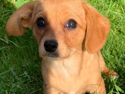 Pembroke Corgi x Cavalier King Charles puppies in Wexford