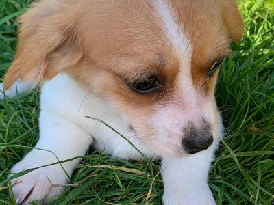 Pembroke Corgi x Cavalier King Charles puppies in Wexford